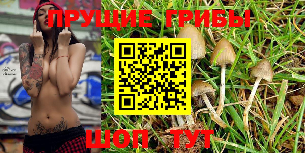 Курчатов  Псилоцибиновые грибы Cubensis  Вход с VPN  Псилоцибиновые грибы MAGIC MUSHROOMS 